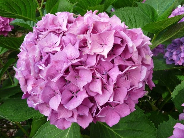 Hortensias du Haut Bois Val du Loir hortensia boule