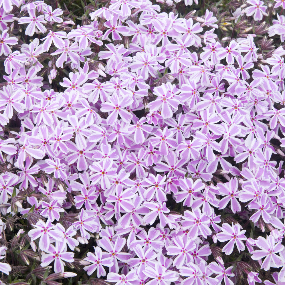 Bakker Phlox mousse Candy Stripes plante vivace pot 9cm bicolore