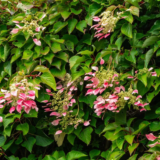 Bakker Schizophragma Roseum hortensia grimpant pot 17cm rose