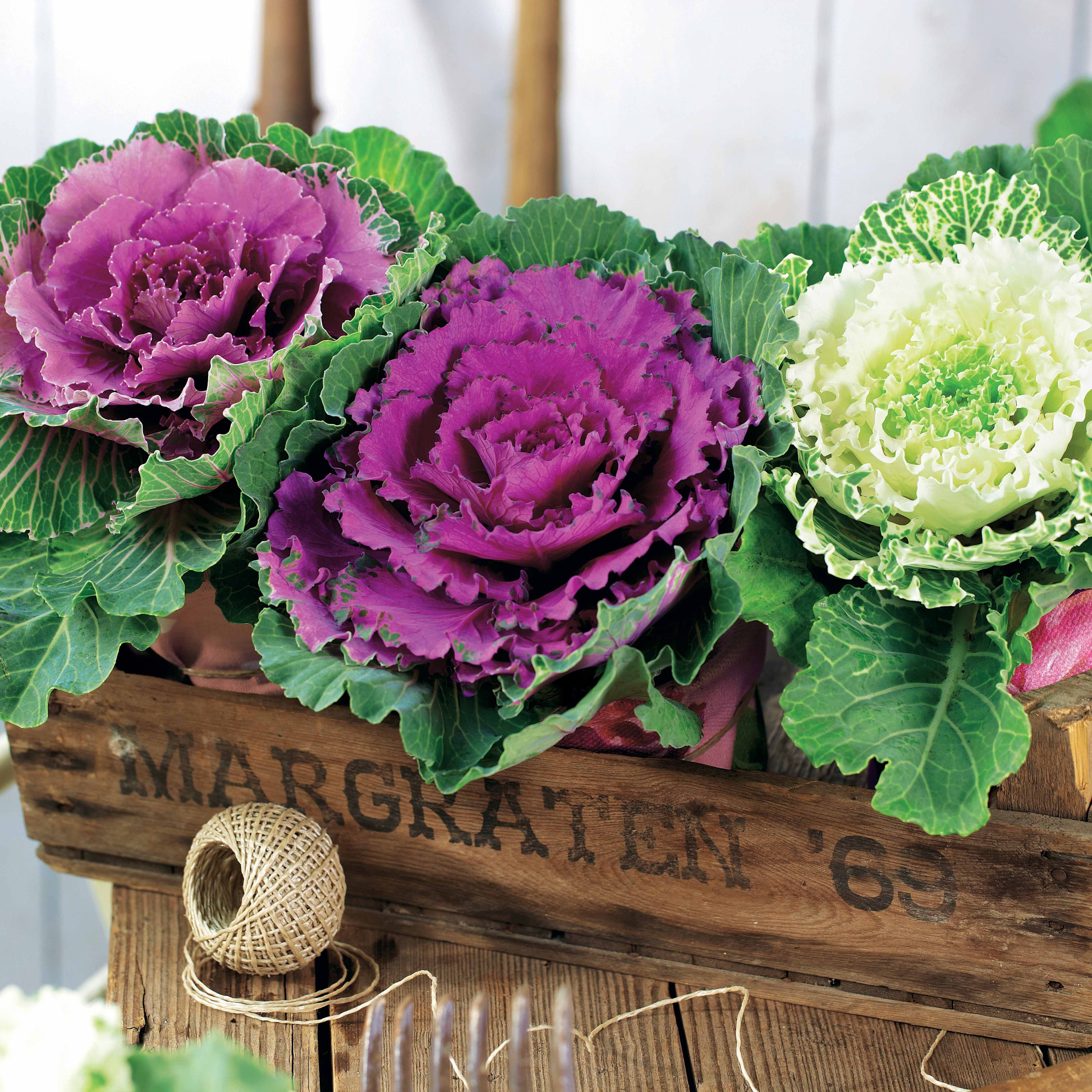 Bakker 3 Choux décoratifs mélange plante automne 3 pots Ø10,5cm