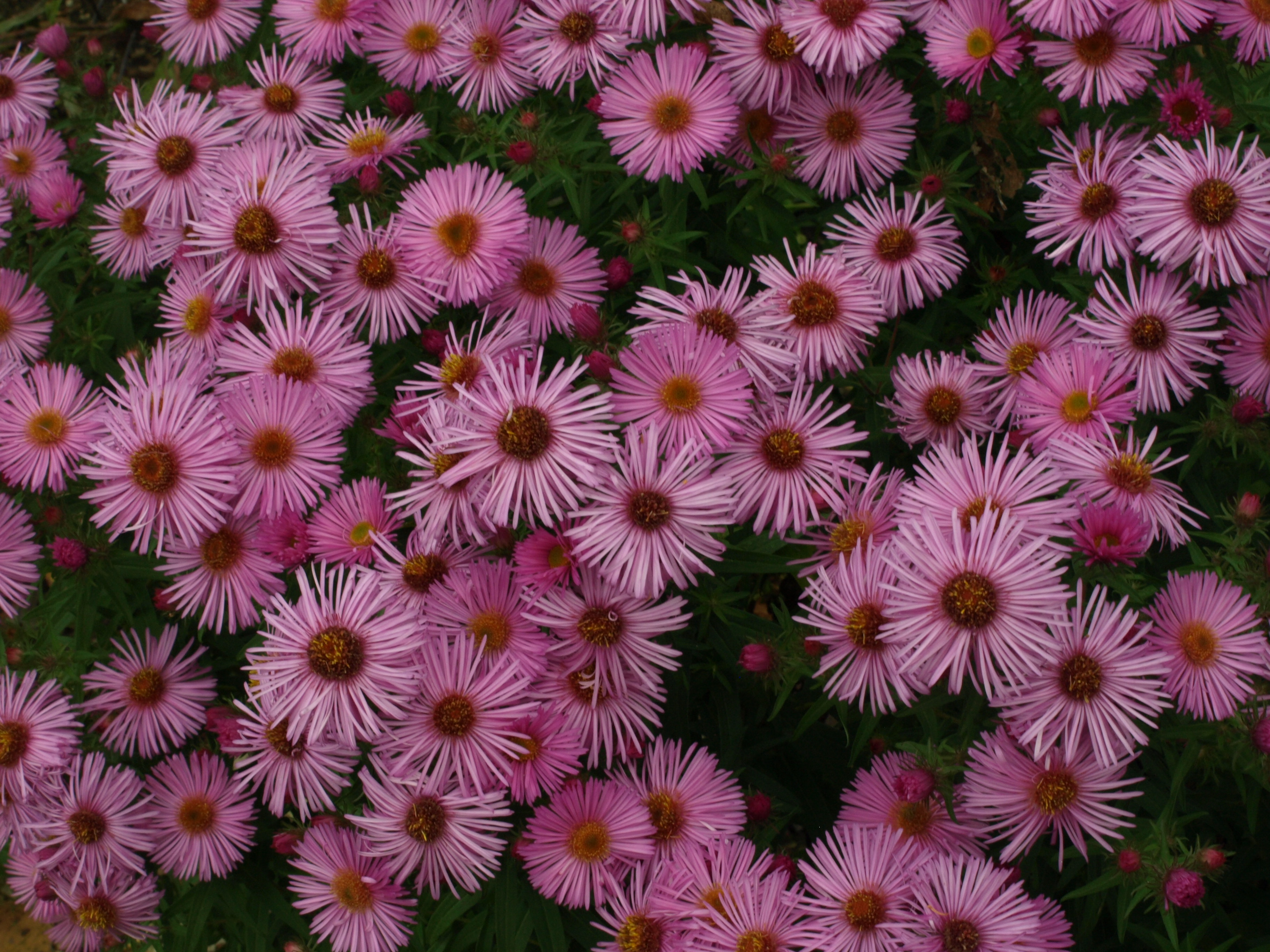 Passion Vivaces Aster Dapper Tapper vivace godet rose intense