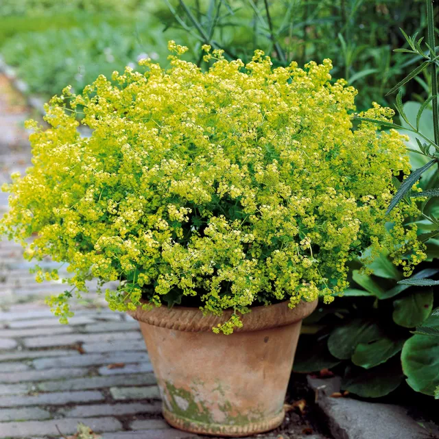 Bakker Alchemille mollis vivace jaune lot 3 racines nues
