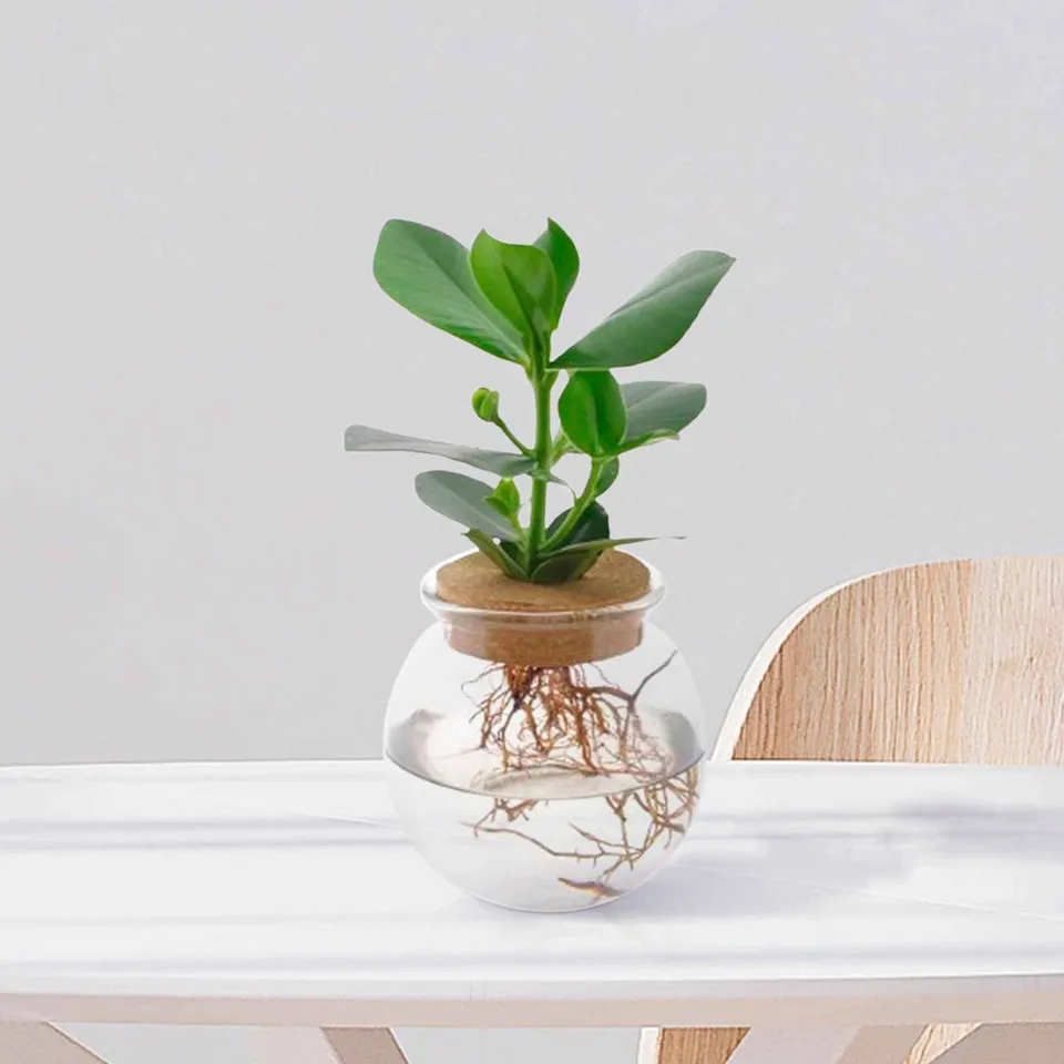 Bakker Clusia Met plante hydroponique kit vase ampoule