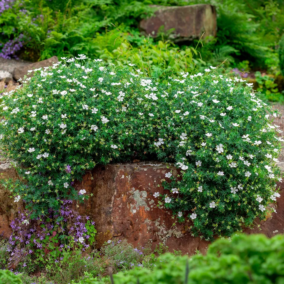 Bakker Plantes vivaces Géranium Album plante vivace pot 9cm blanc