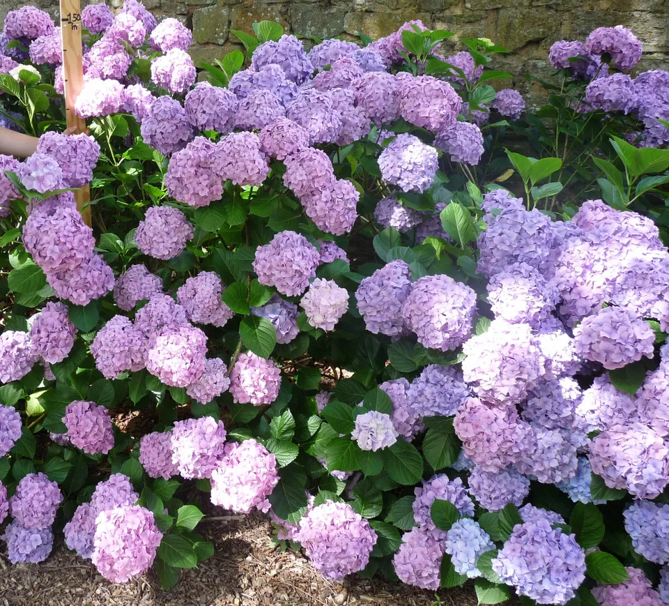 Les Hortensias du Haut Bois Goliath hortensia boule grandes fleurs