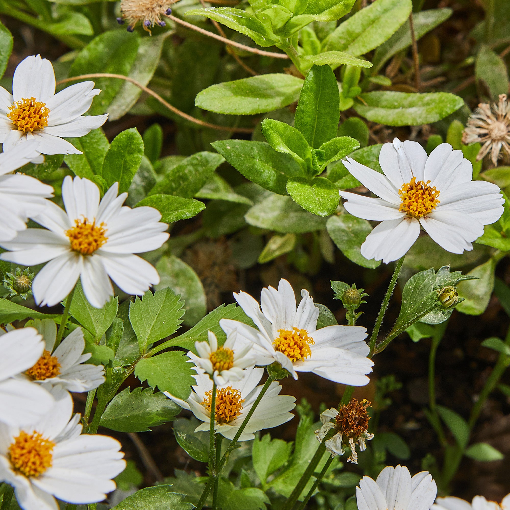 Bakker Terrasse Bidens White Delight plante pot 10,5cm blanc