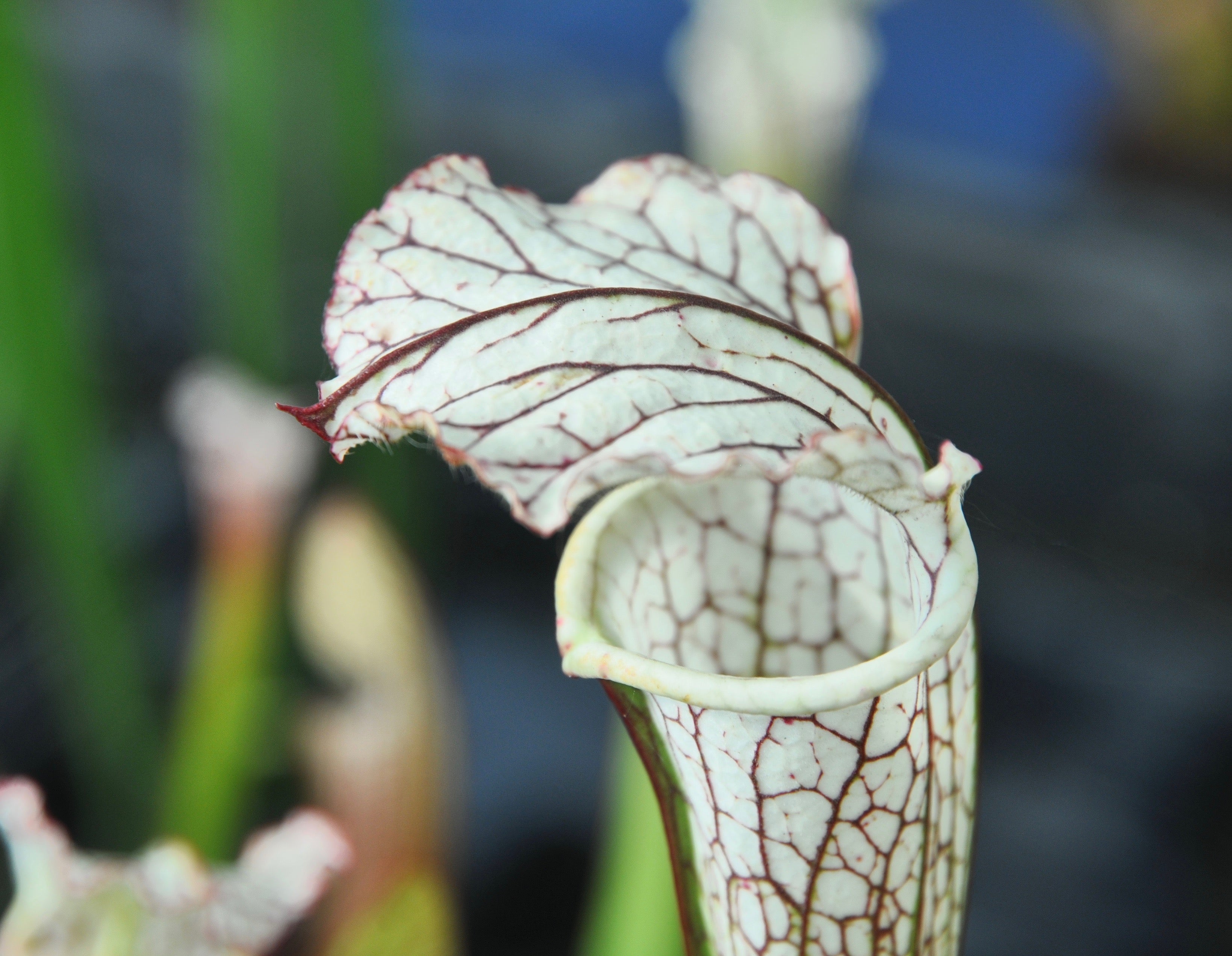 Carniflore Sarracenia leucophylla plante carnivore 1 pied blanc