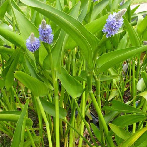 Bakker Pontédérie lancéolée bassin pot 9cm fleurs bleues