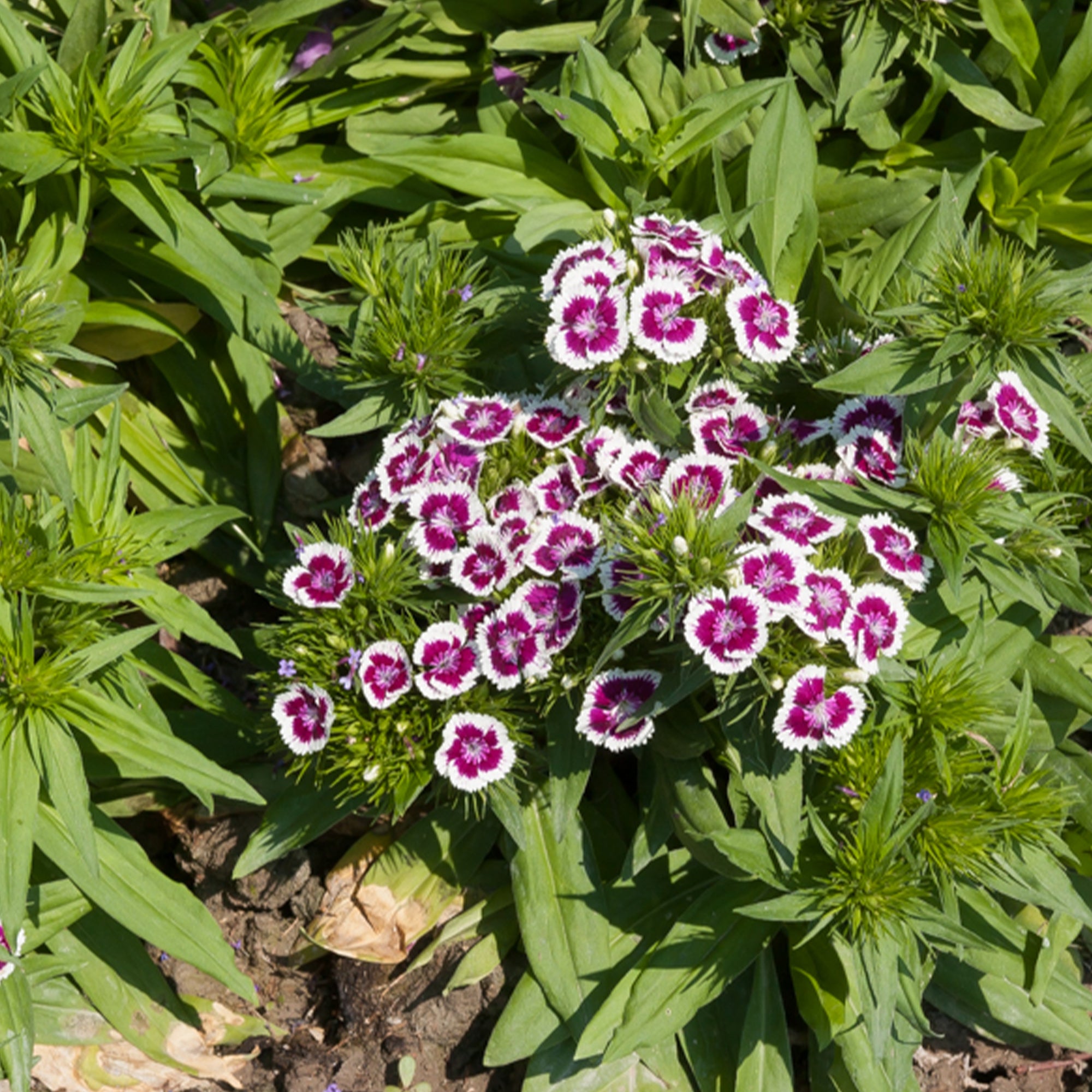 Bakker Barbarini Purple Picotee œillet de poète pot Ø19cm pourpre