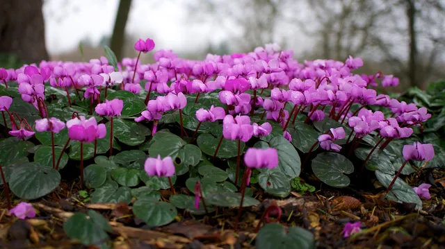 Passion Vivaces Cyclamen coum plante vivace godet rose carmin hiver