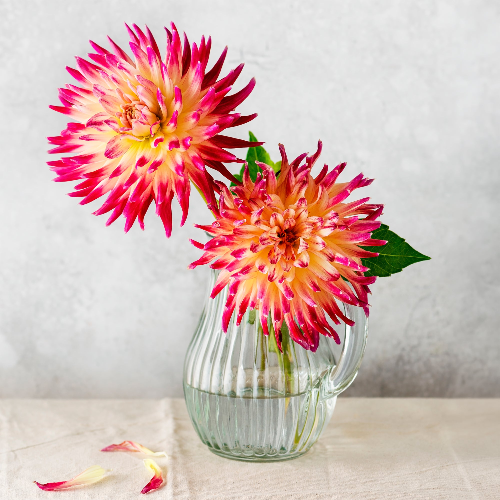 Bakker Dahlia Tahiti Sunrise cactus sachet 3 bulbes