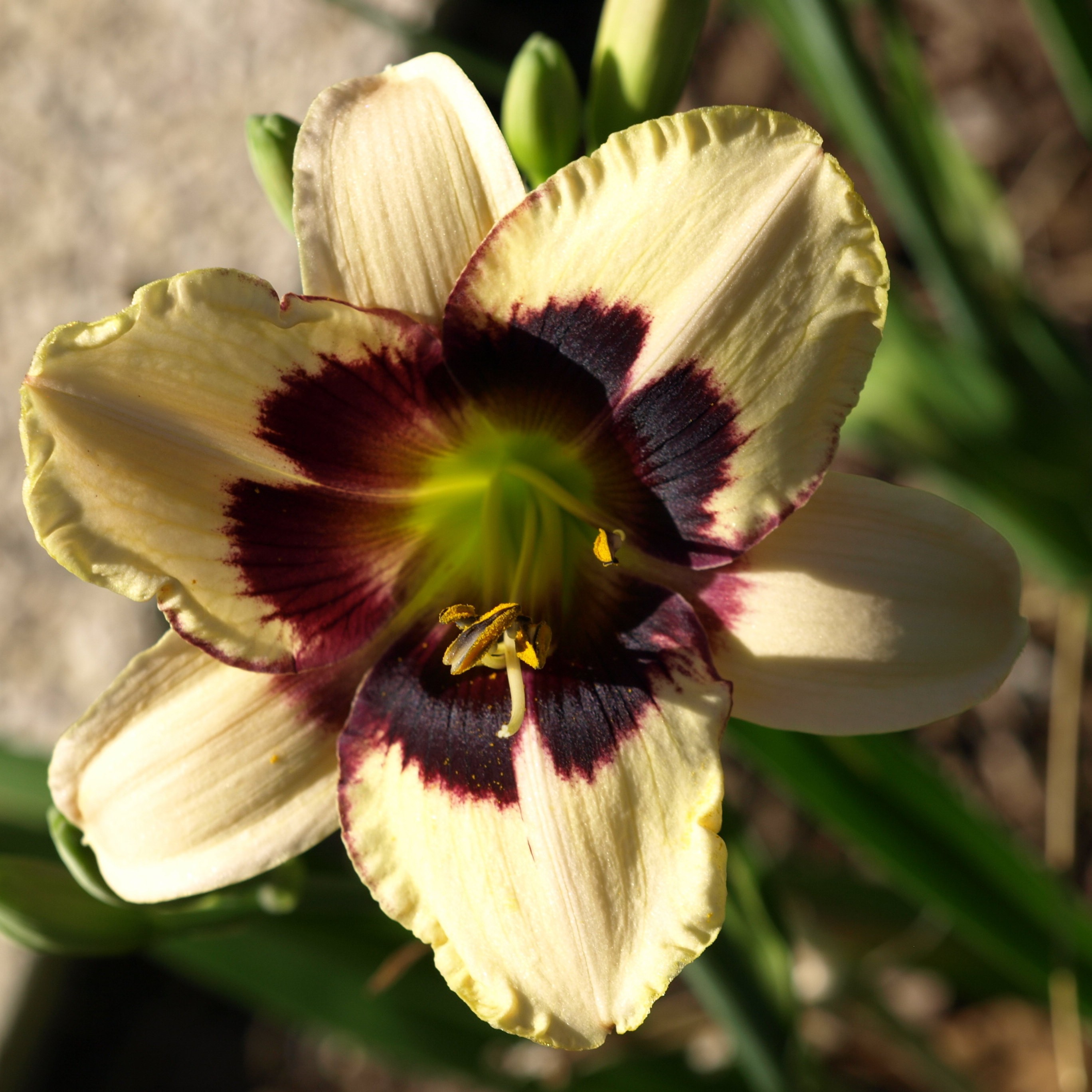 Passion Vivaces Hemerocallis ‘Masquarade’ hémérocalle 1 L crème