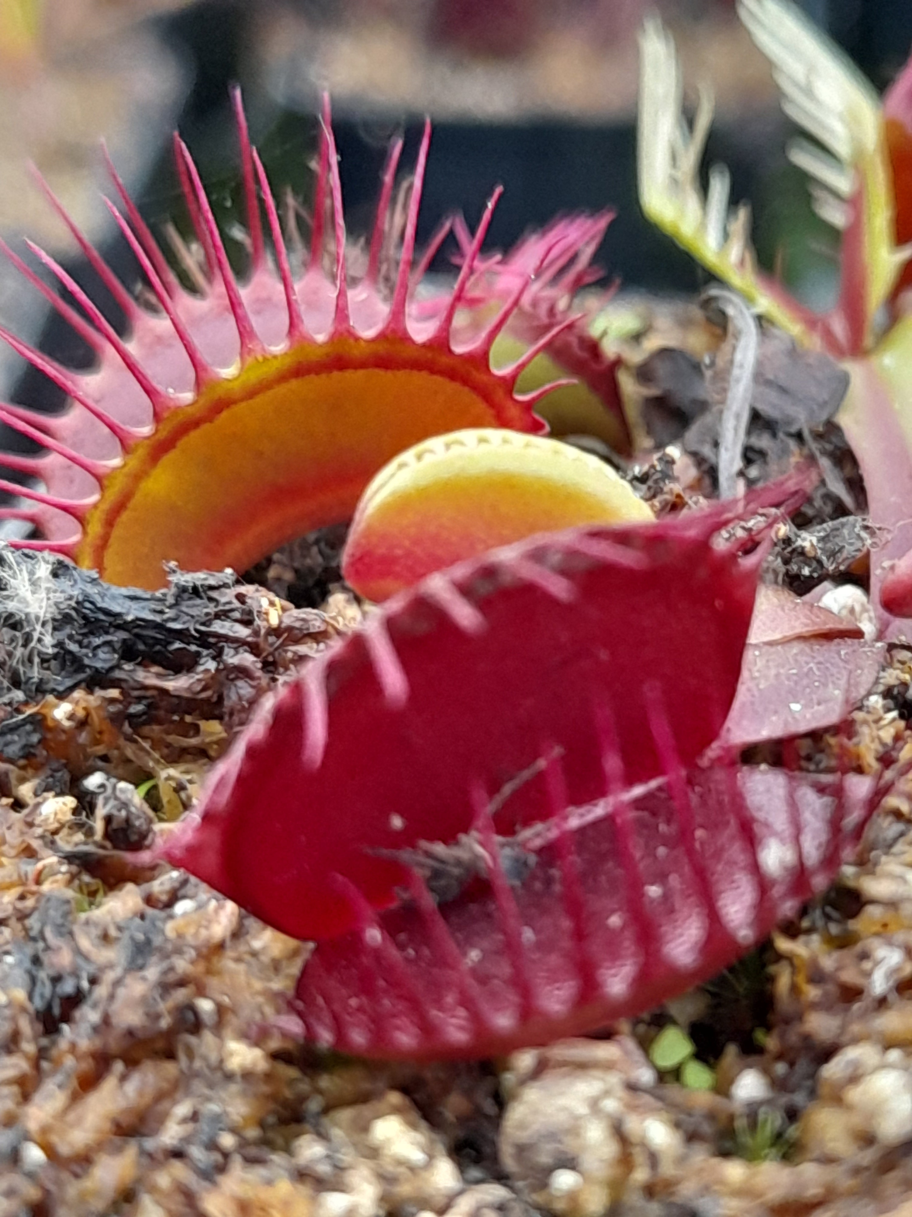 Carniflore Dionée Titanium plante carnivore pot 9cm pièges rouges