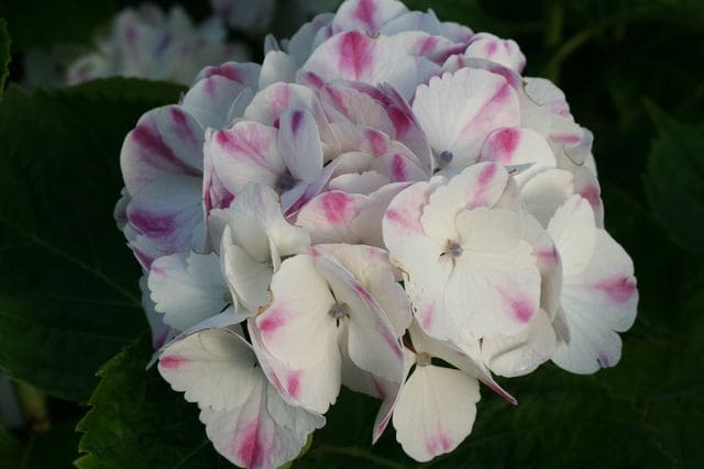 Les Hortensias du Haut Bois Marie Louise Dussine hortensia boule fleurs rondes
