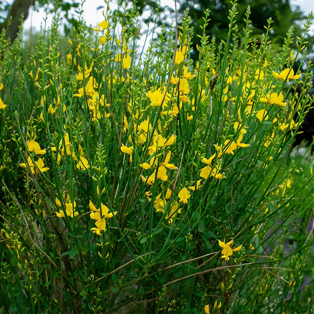 Bakker Spartium junceum genêt arbuste pot 1,3L jaune