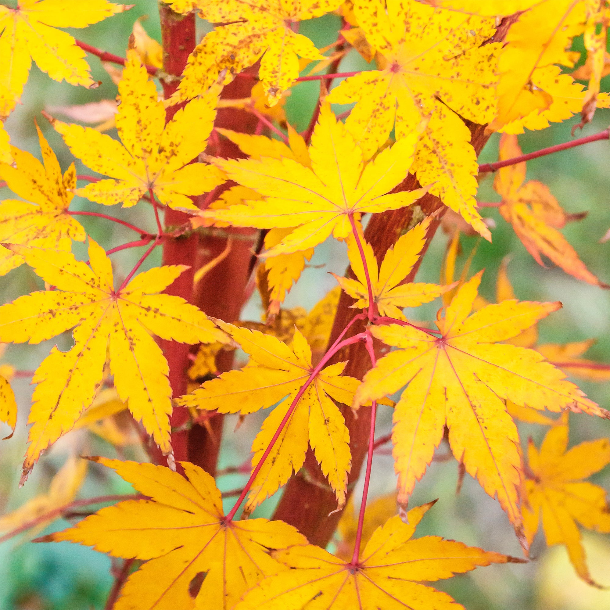 Bakker Érable du Japon Sango-kaku arbre pot Ø19cm