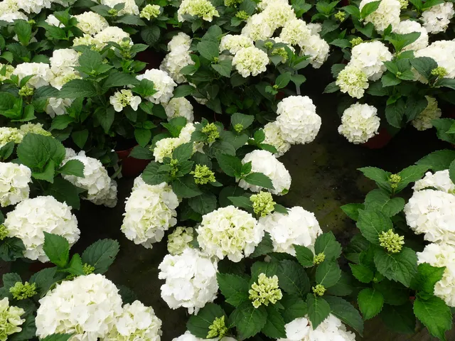 Les Hortensias du Haut Bois Nymphe hortensia boule pot 3L