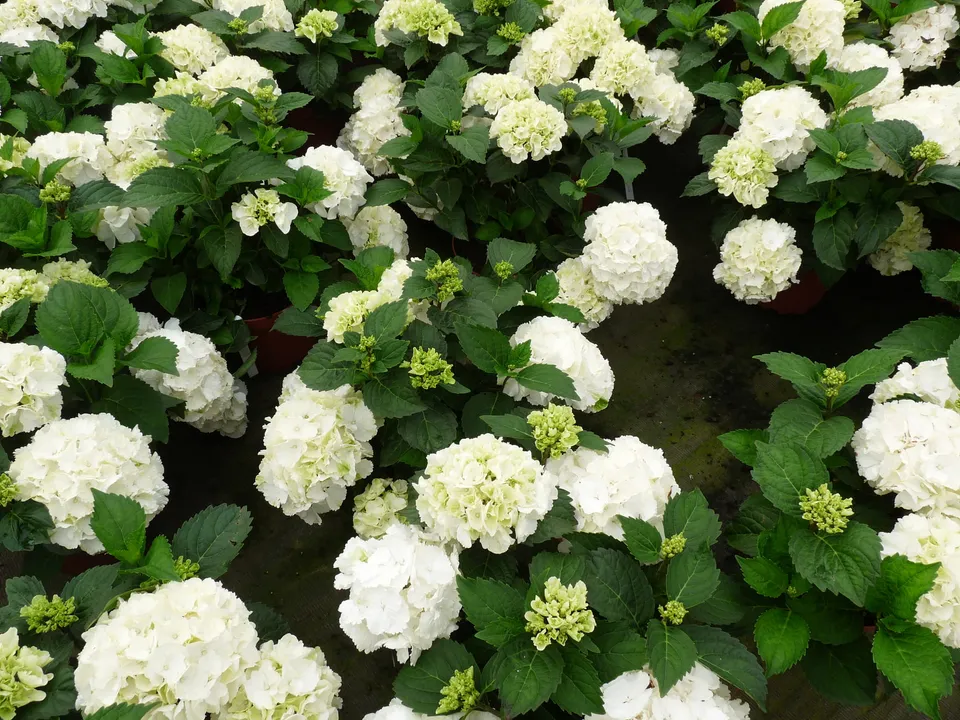 Les Hortensias du Haut Bois Nymphe hortensia boule pot 3L