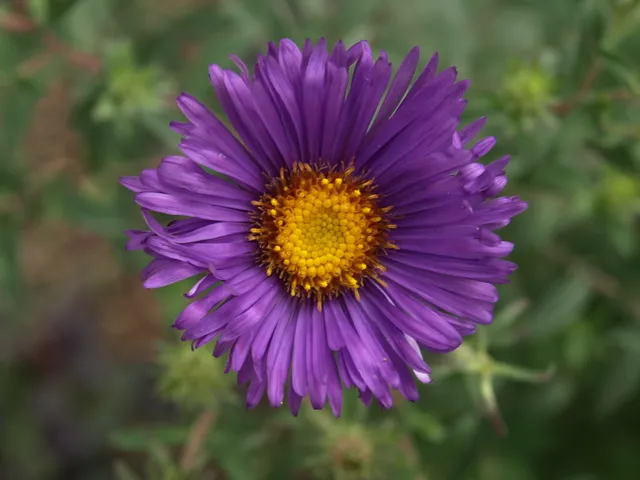 Passion Vivaces Aster novae-angliae Blue Eyes vivace bleu godet