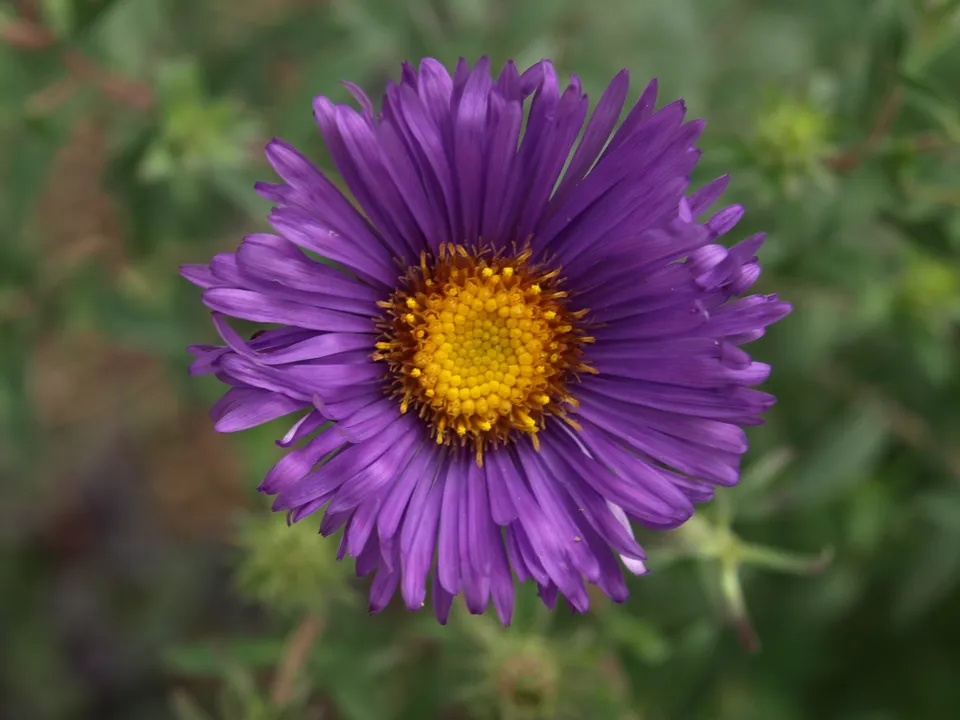 Passion Vivaces Aster novae-angliae Blue Eyes vivace bleu godet