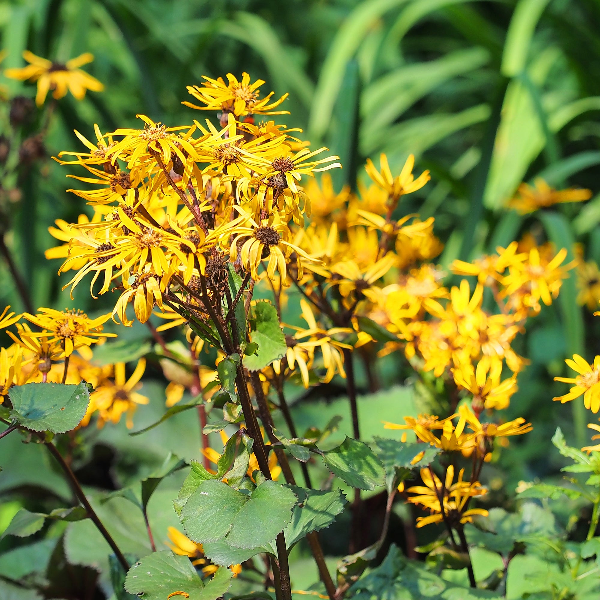 Bakker Ligulaire dentée plante vivace pot 8cm fleur jaune