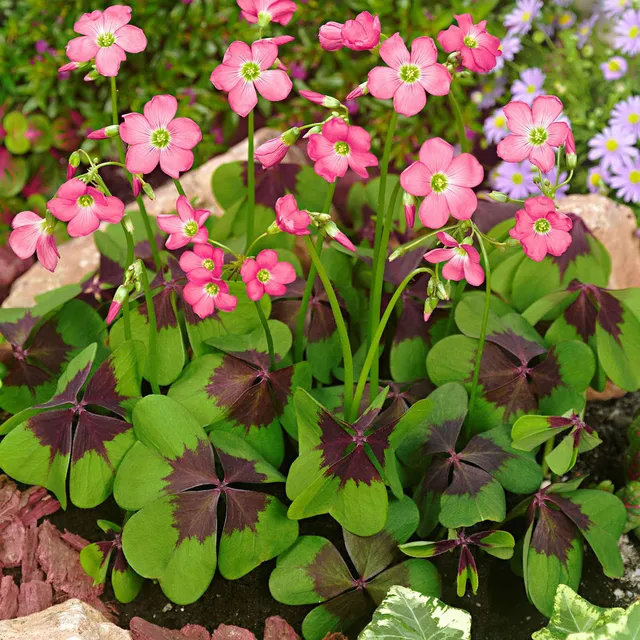 Bakker Bulbes Oxalis deppei Iron Cross 50 bulbes rose