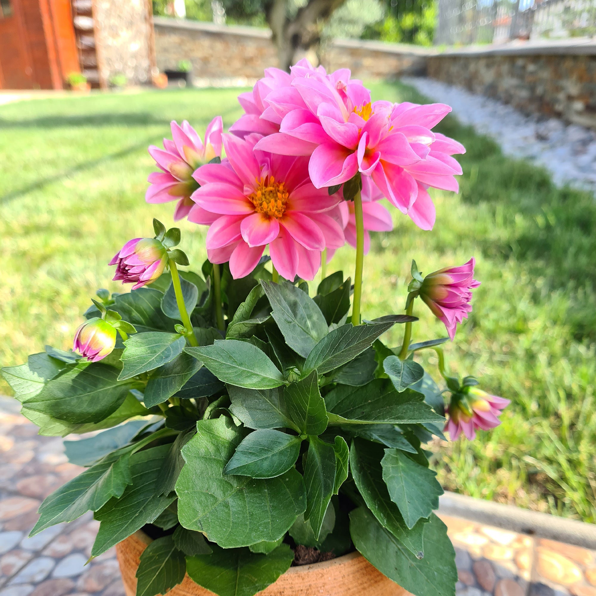 Bakker Dahlia rose fleur pot 10,5cm floraison juillet-octobre