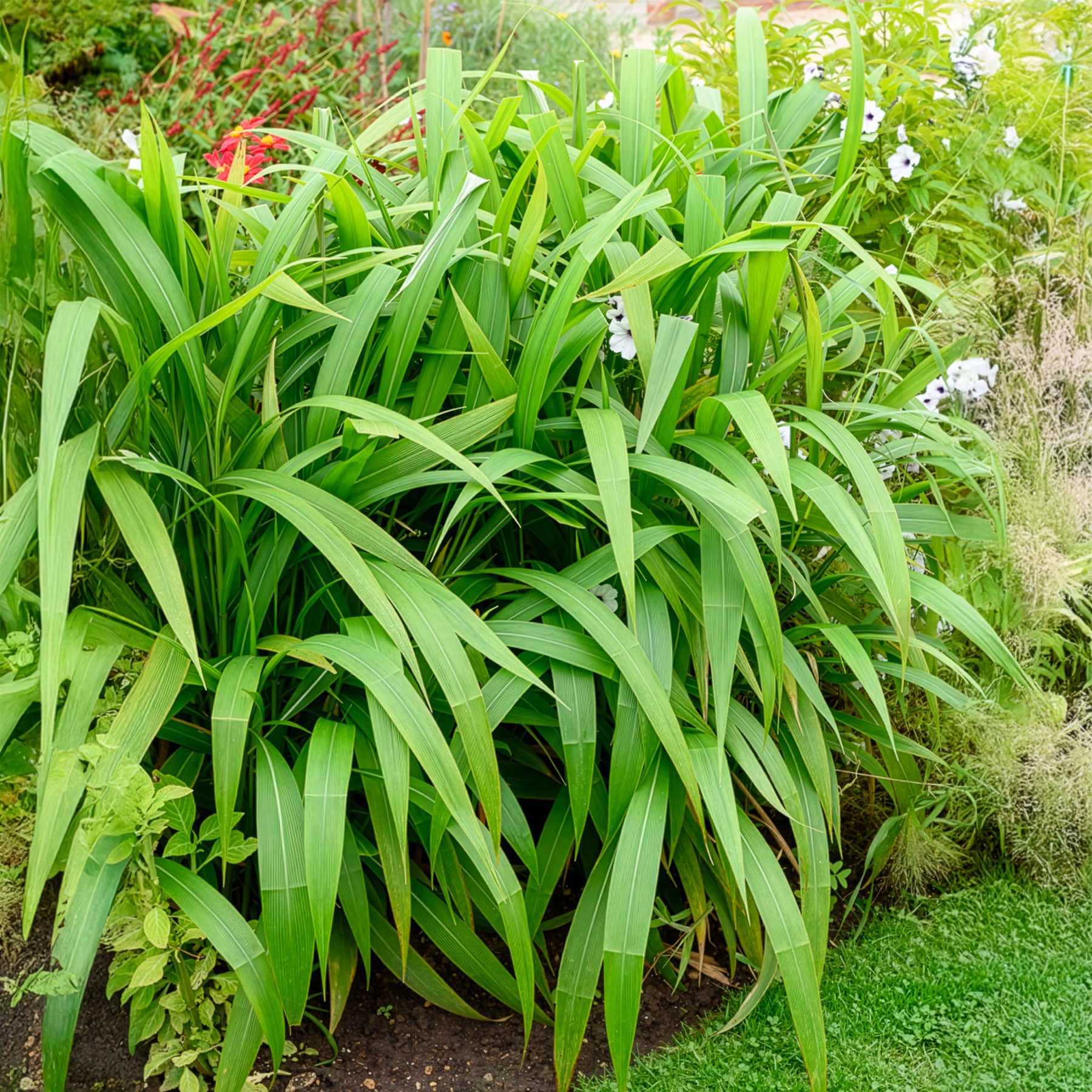 Bakker Plantes d'extérieur Herbe Palmier graminée pot 9cm