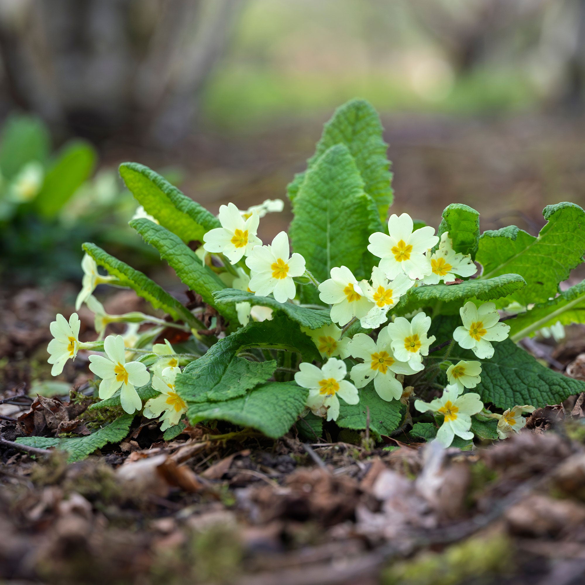 Bakker Primevère des jardins plante vivace pot 9cm blanc