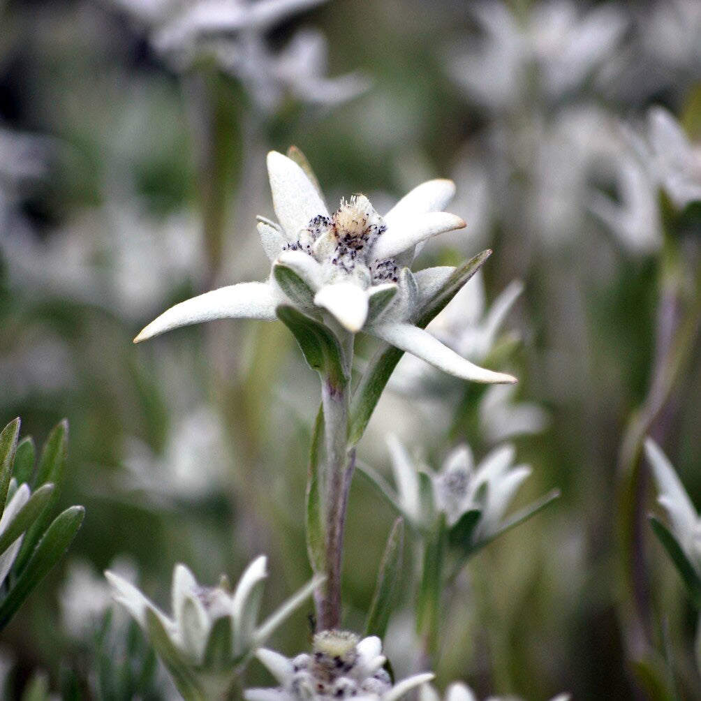 Bakker Edelweiss des Alpes vivace pot 9cm blanc rocaille