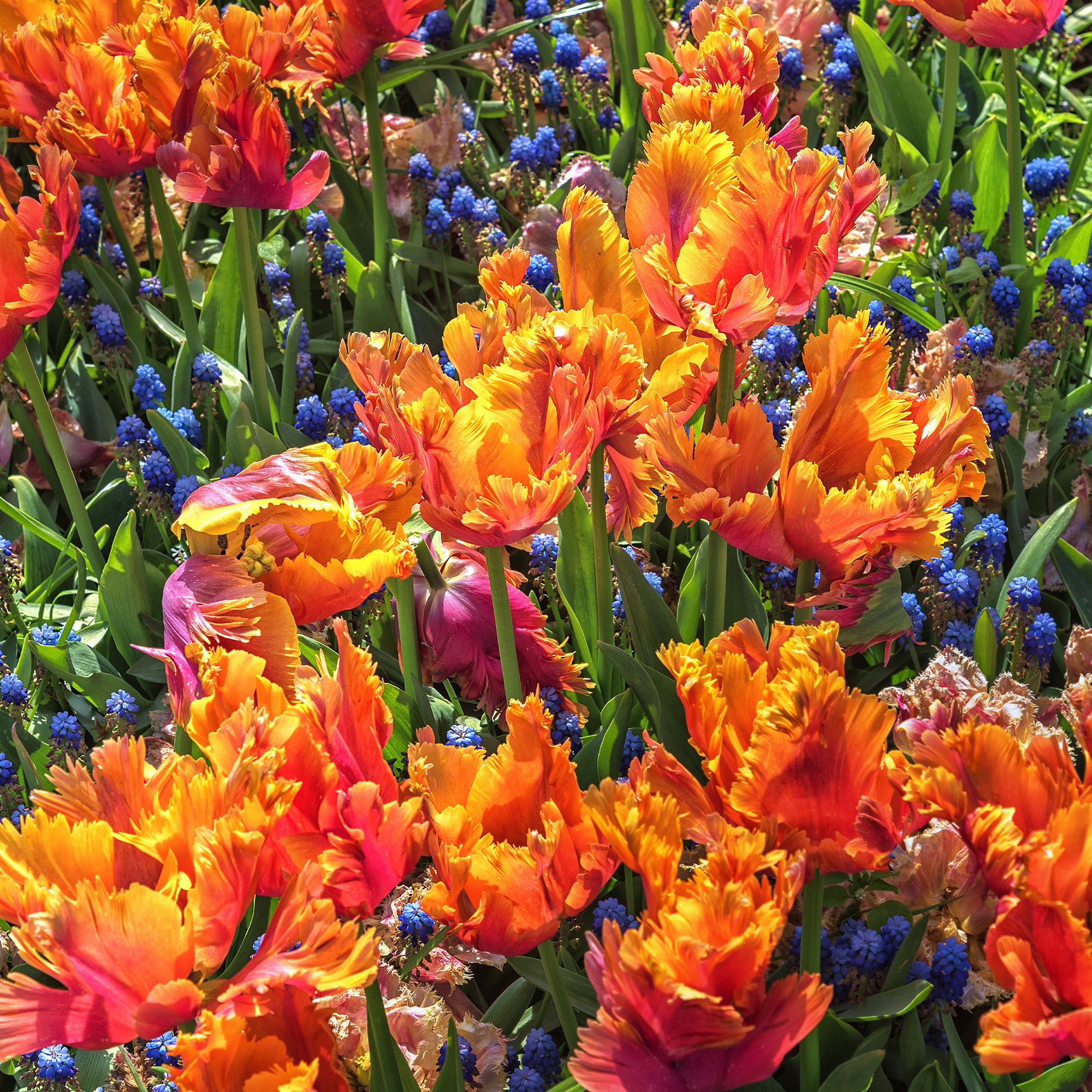 Bakker Tulipes perroquet Amazing Parrot sachet 7 bulbes roses