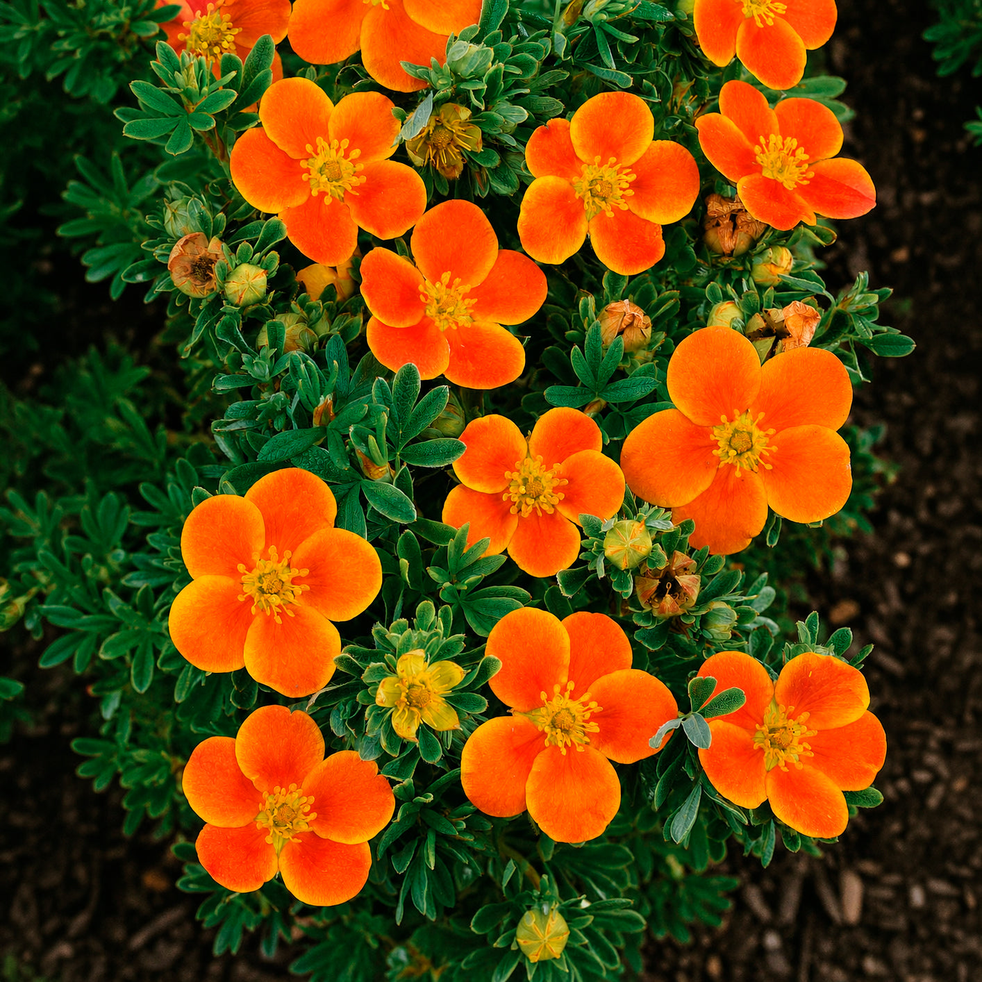 Bakker Potentille haie 3 arbustes orange jaune blanc pots Ø9cm