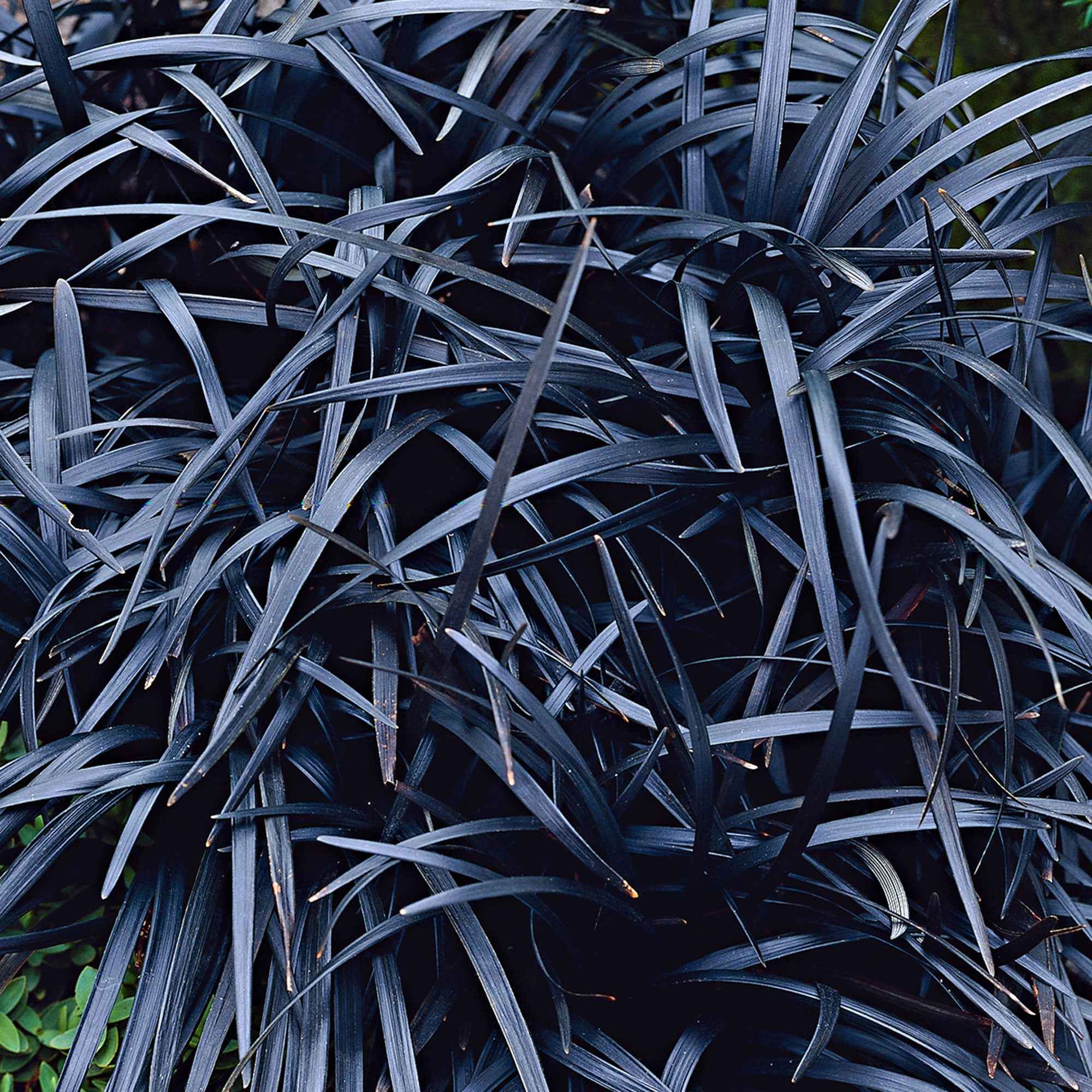 Bakker Ophiopogon Niger Couvre-sol feuillage noir Pot 8cm