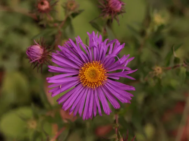 Aster novae-angliae Marina Heart vivace godet mauve 50 mm