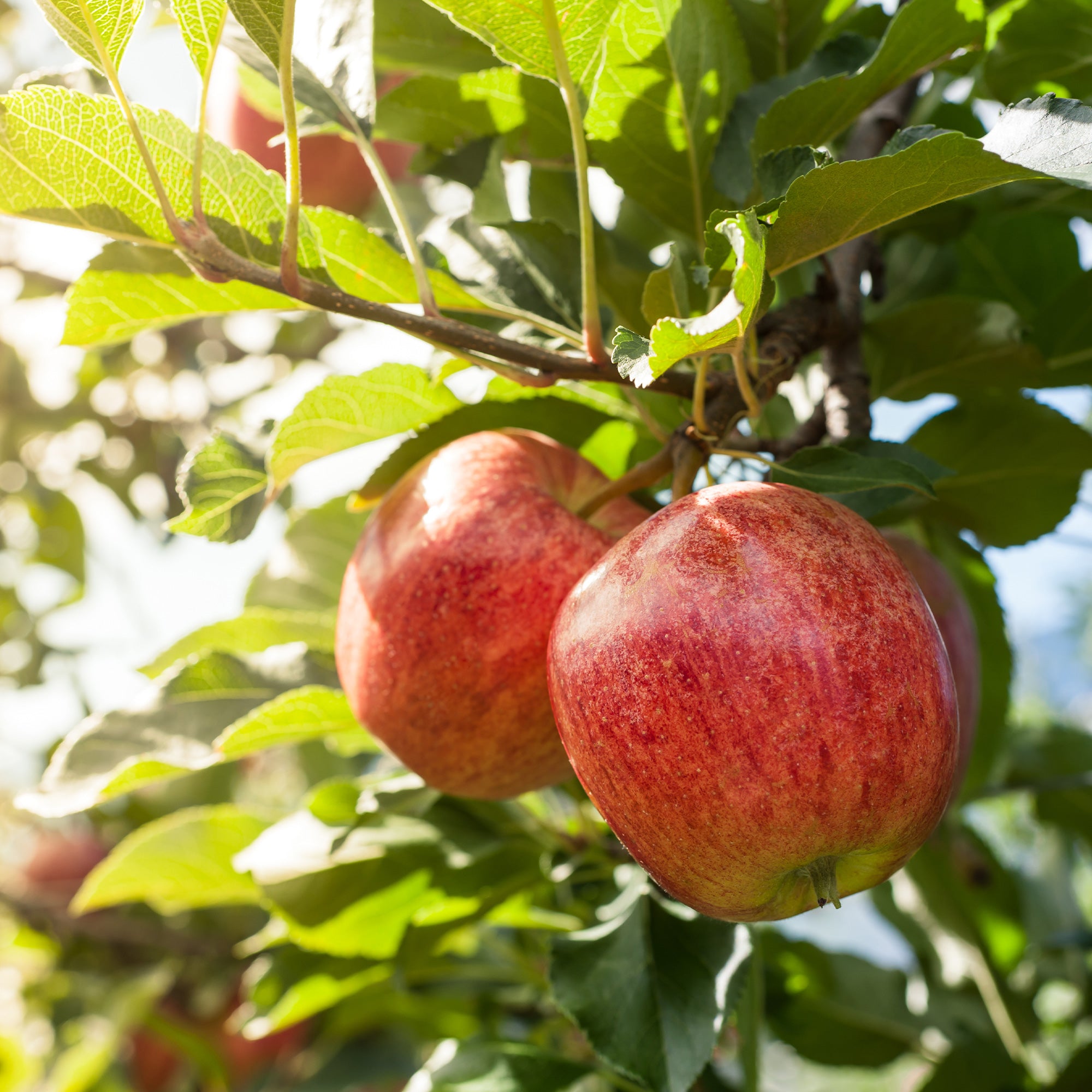 Bakker Pommier Gala fruitier racine nue 80-100cm pomme