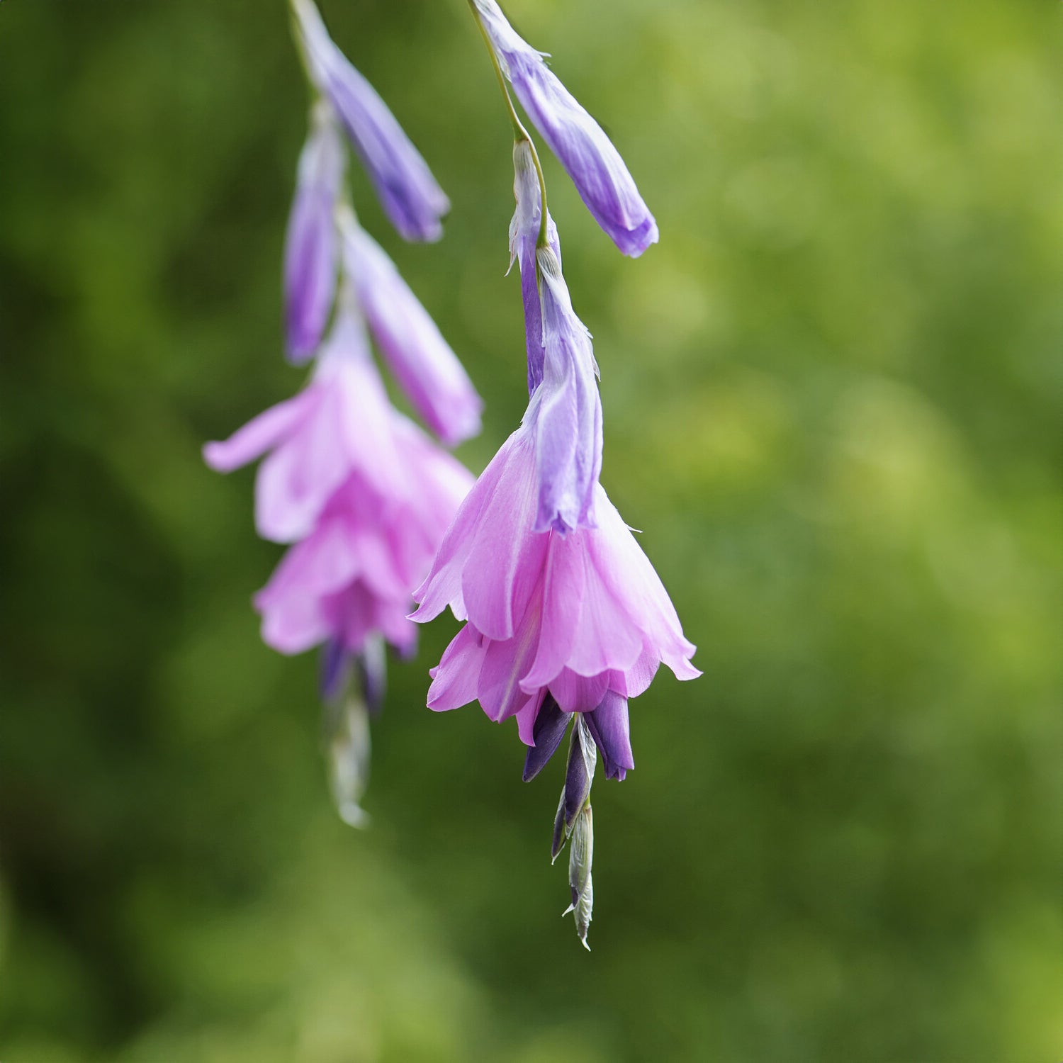 Bakker Dierama Canne des Anges vivace violette Ø9cm