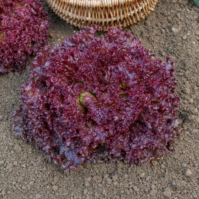 Bakker Potager Lollo Rossa laitue sachet 1g 750 graines à couper