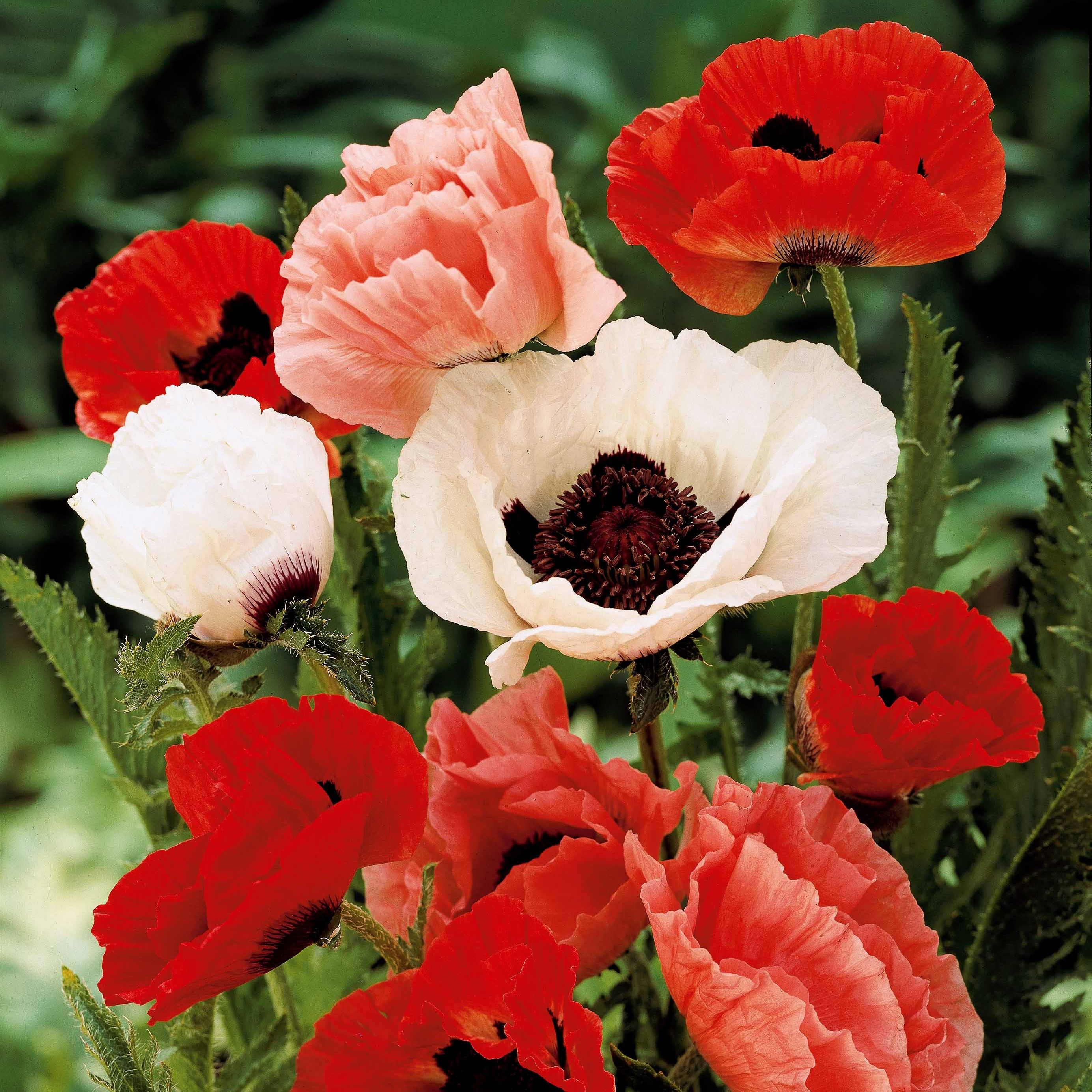 Bakker Pavots en mélange vivace lot 3 racines nues