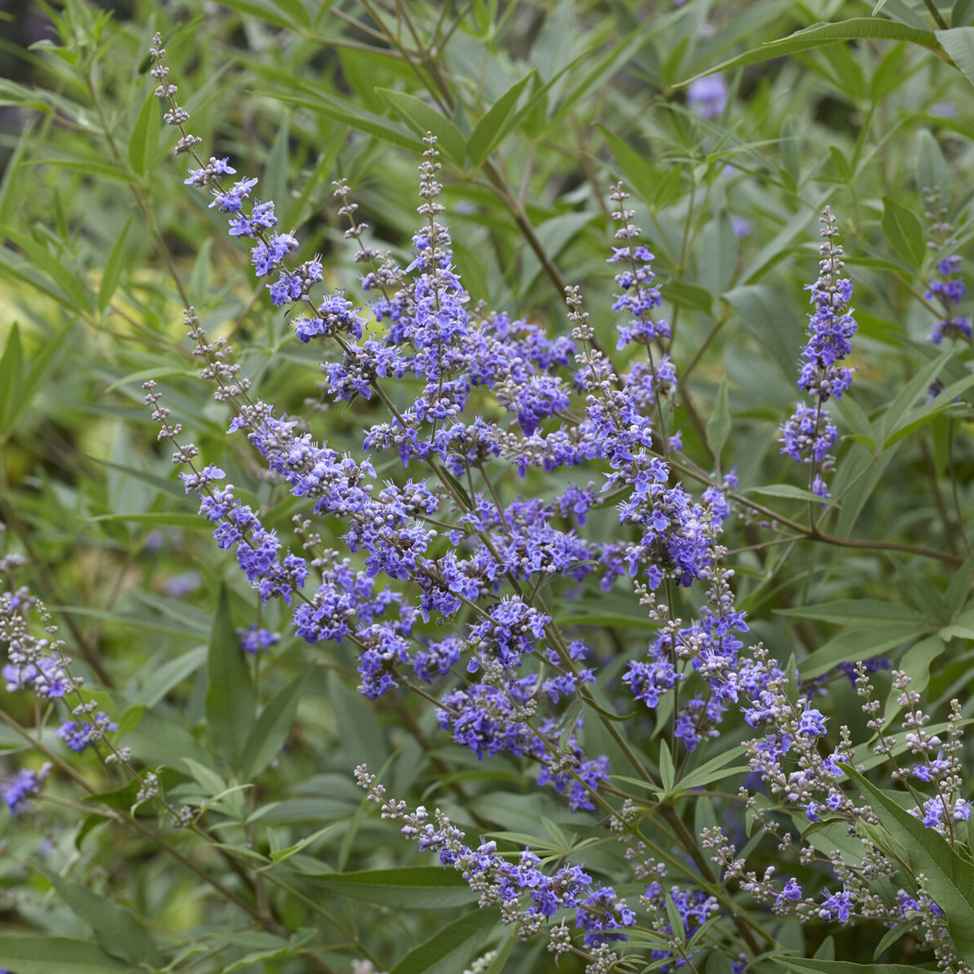 Bakker Gattilier Latifolia arbuste pot 3L 30-40cm violet