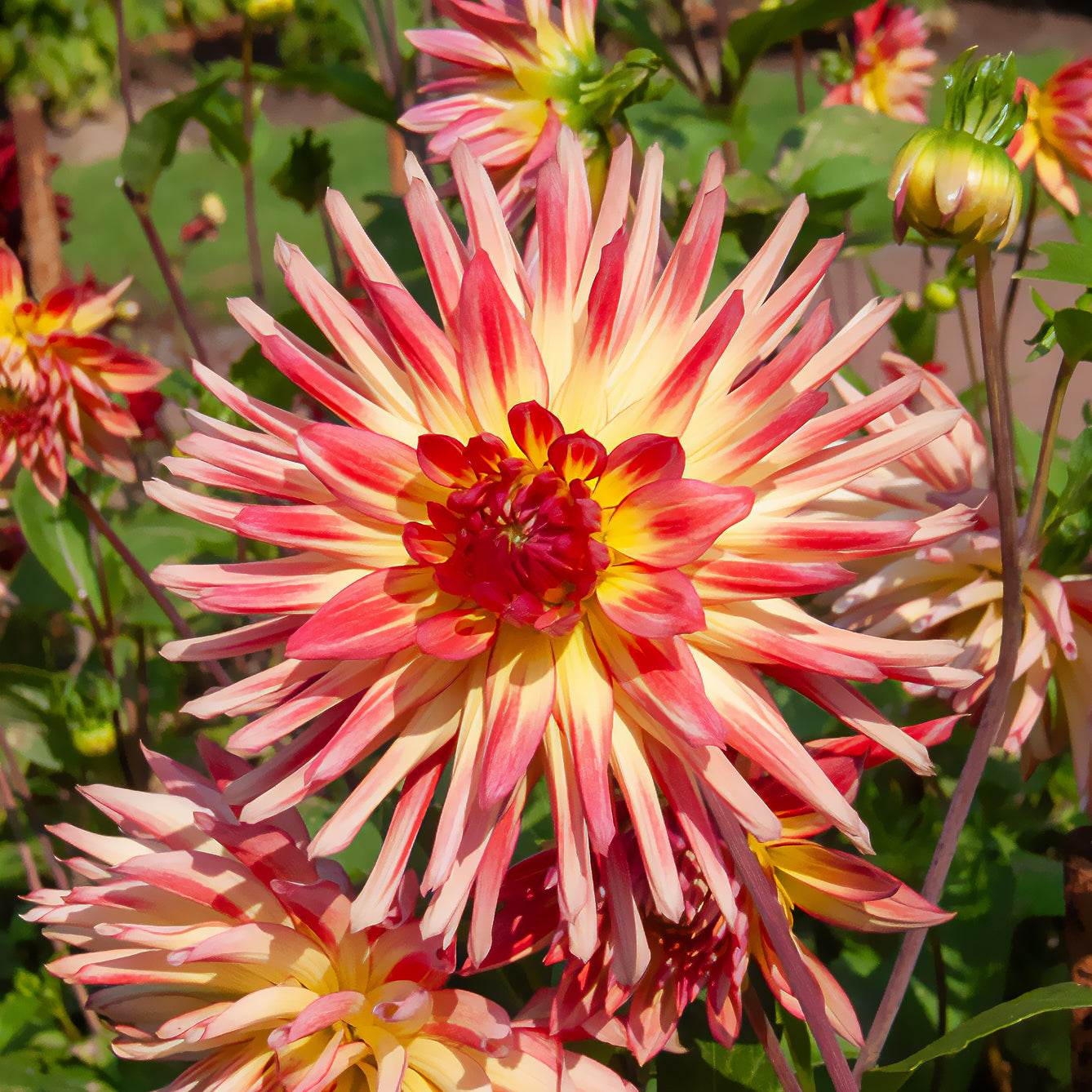 Bakker Dahlia cactus Oiseau de Feu bulbes sachet 3 calibre II