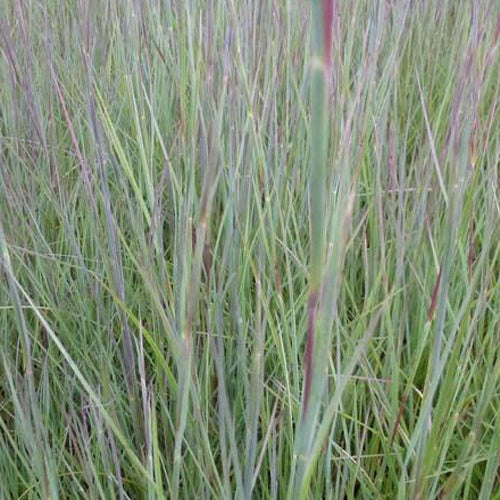 Bakker Prairie Blues schizachyrium pot 9cm bleue