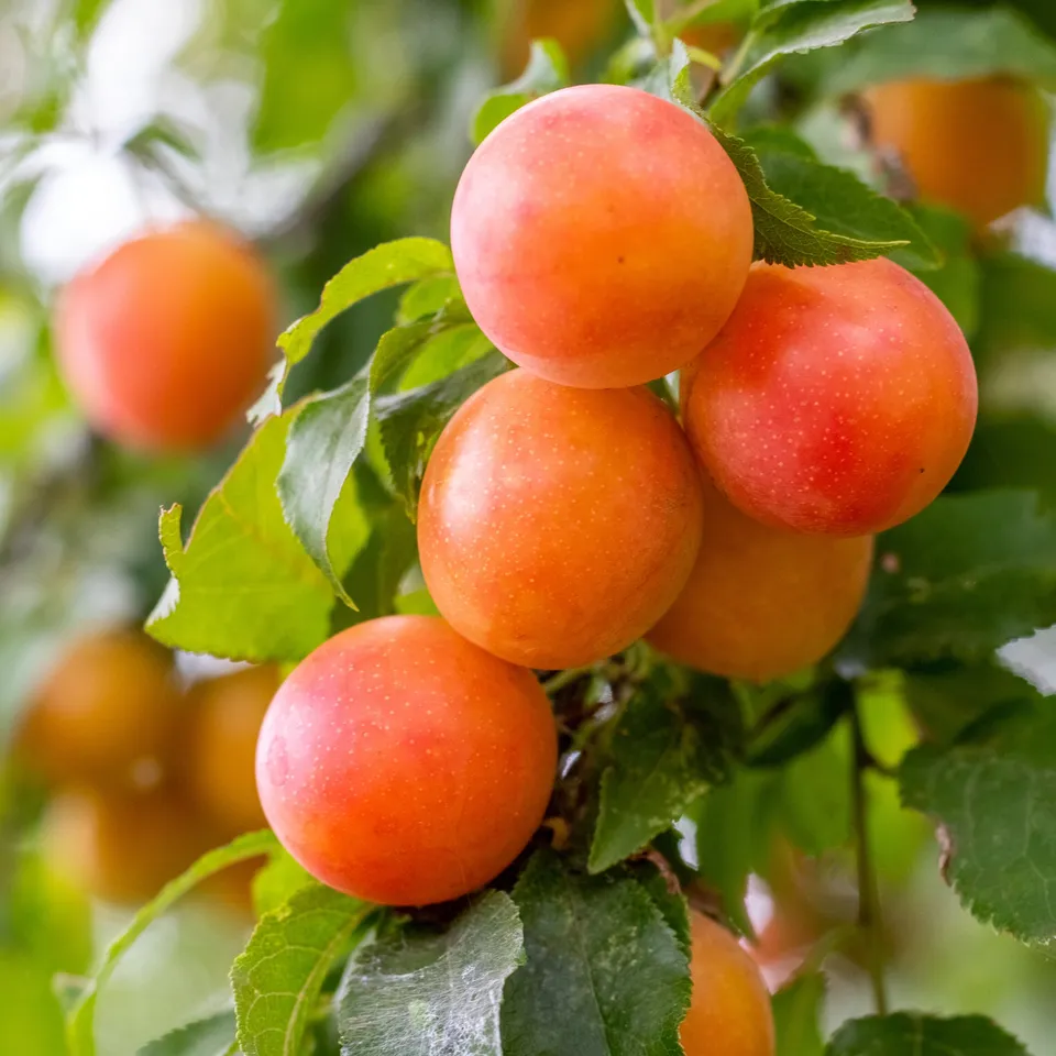 Bakker Prunier Aprimira fruitier pot 5L prune-abricot juillet