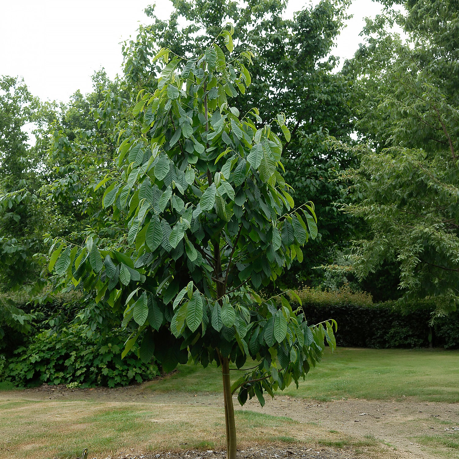 Bakker Fruitiers Asiminier Triloba arbre fruitier 3L 80-100cm