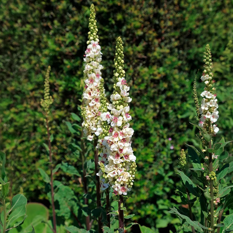 Bakker Plantes vivaces Molène noire vivace pot 9cm blanche