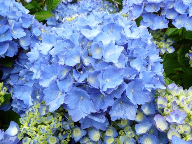 Les Hortensias du Haut Bois Mathilda Gütges hortensia boule godet