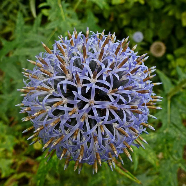 Passion Vivaces Echinops Taplow Blue plante vivace boules bleues
