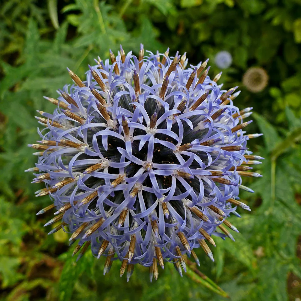 Passion Vivaces Echinops Taplow Blue plante vivace boules bleues