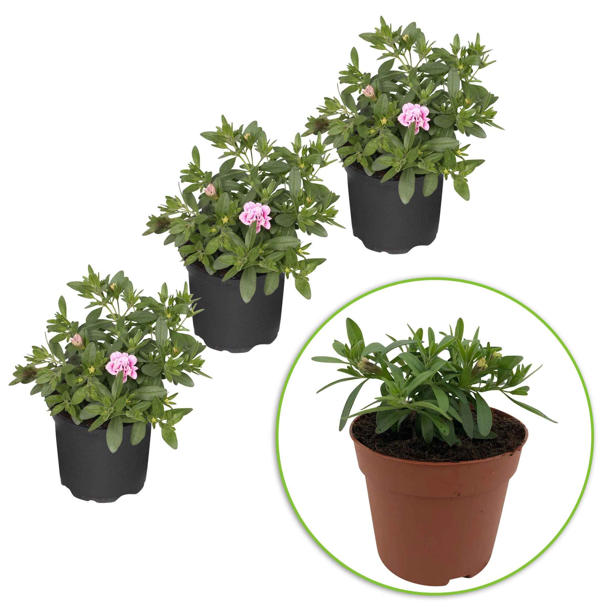Bakker Calibrachoa PinkTastic retombant 3 pots 10.5cm rose