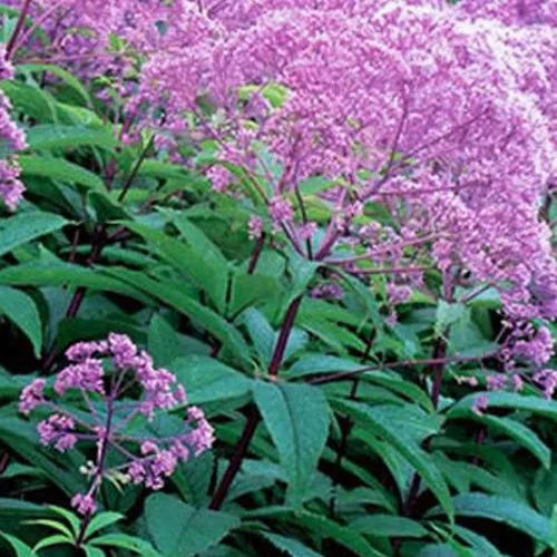 Bakker Eupatoire maculée Gateway vivace pot 9cm violet