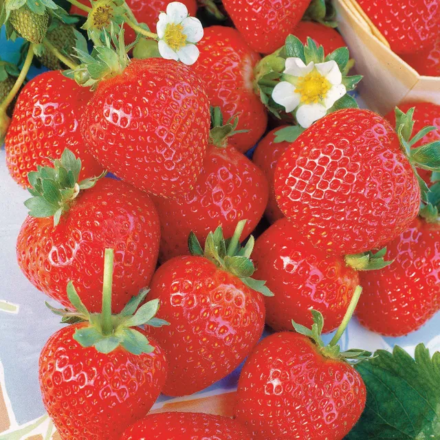 Bakker La Savoureuse fraisier remontant 20 racines nues